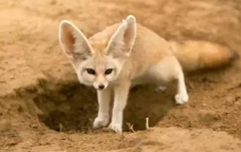 世界上耳朵最大的狐狸，大耳狐的耳朵最长可达14厘米