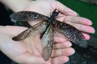 世界上最大的水生昆虫，巨型蜻蜓越中巨齿蛉（翼展21.7厘米）