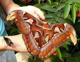 世界上最大的飞蛾，乌桕大蚕蛾翅展可达22厘米（比手掌还大）