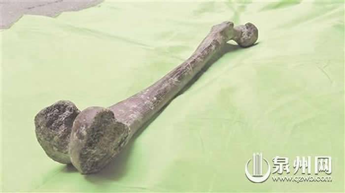 “海峡人”化石：证明台海两岸的人类同宗同源 填补台湾海峡古人类考古的空白