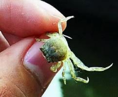 世界上最小的螃蟹，仅1厘米长的豆蟹（只有黄豆大小）