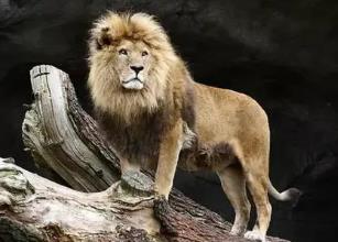 世界上最小的狮子，索马里狮出生时仅0.5千克（成年雄狮不足2米）