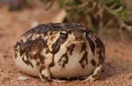 世界上最萌的青蛙，沙漠雨蛙圆滚滚的超可爱（也称馒头蛙）