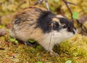 世界上繁殖最快的动物，北极旅鼠一年可以繁殖1647086只后代