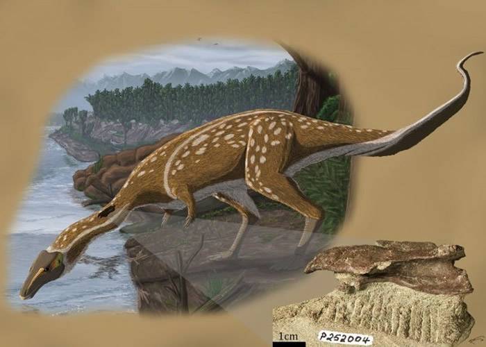 澳洲维多利亚省发现新品种无齿恐龙“Era the Elaphrosaur” 为迅猛龙近亲