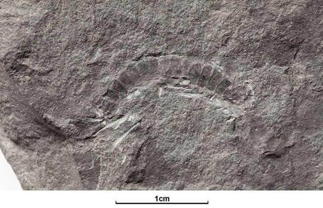 英国苏格兰出土的4.25亿年前千足虫化石Kampecaris obanensis 或是最古老陆地动物