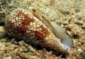 世界上毒性最强的螺，鸡心螺的毒液可以让你死的悄无声息