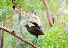 世界上最神奇的鸟，琴鸟能模仿一切声音（还会学人叫）
