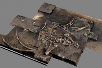 德国下萨克州更新世遗址发现30万年前古菱齿象遗骸化石 数量在10具以上