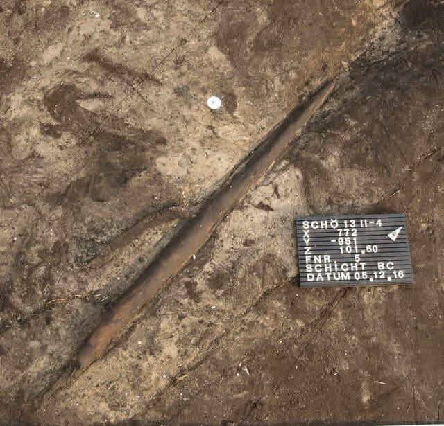 德国下萨克州更新世遗址发现30万年前古菱齿象遗骸化石 数量在10具以上