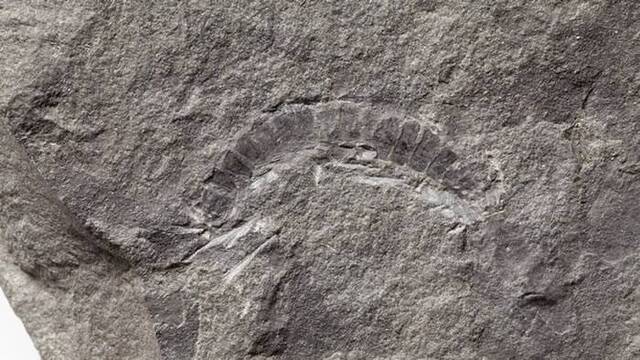 苏格兰小岛Kerrera发现世界上最古老的千足虫化石 距今约4.25亿年
