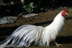 世界上羽毛最长的鸟，长尾鸡尾羽最高可达12.5米