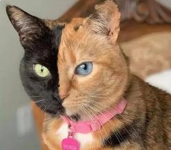 世界上最罕见的猫，神奇而罕见的双面猫（一张脸被分为两块）