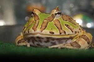 世界上最大的角蛙，霸王角蛙（一种对其它同类非常凶残的蛙）