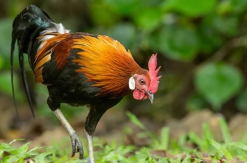 863个基因组揭示家鸡的起源和驯化