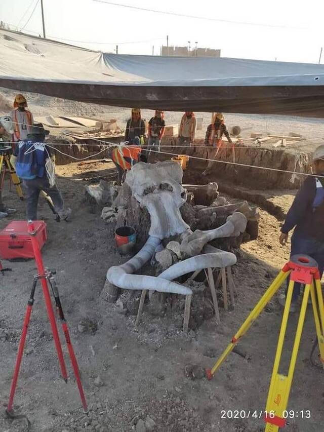 墨西哥圣卢西亚市费利佩·安赫莱斯国际机场建筑工地发现60具猛犸象化石