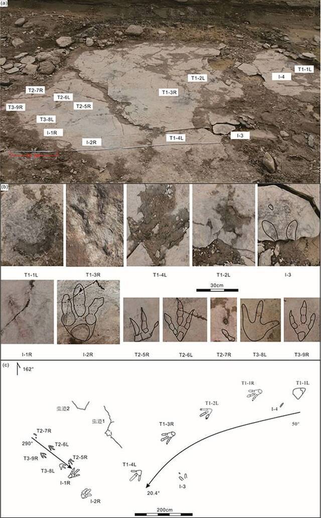 新疆准噶尔盆地早白垩世乌尔禾翼龙动物群中发现世界最大亚洲足迹