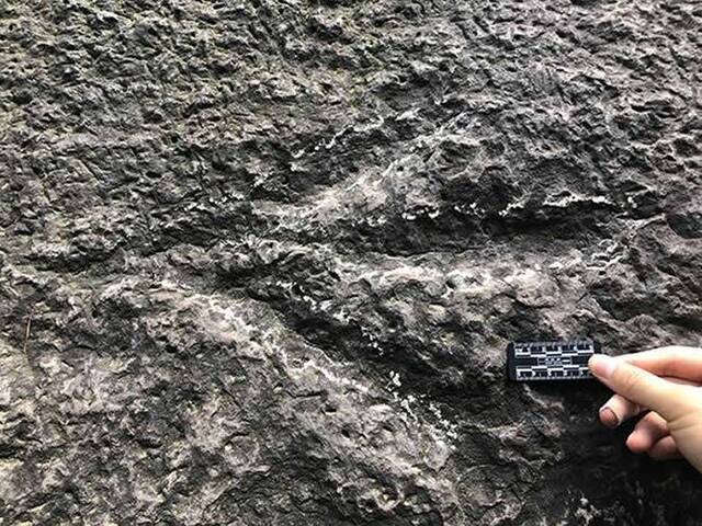 重庆歌乐山国家森林公园发现侏罗纪大型肉食恐龙足迹化石——霍氏卡岩塔足迹