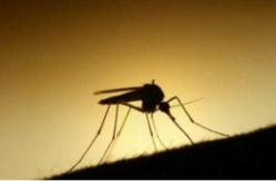 蚊子灭绝了世界会怎样，如果世界上没有蚊子食物链会崩塌