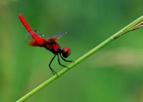 世界上最小的蜻蜓，末龄的侏红小蜻只有9毫米（和蚊子差不多大）