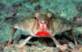 世界上最妖娆的鱼，求红唇蝙蝠鱼同款口红色号（烈焰红唇）