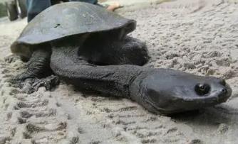 世界上脖子最长的乌龟，巨蛇颈龟脖子比身体还长（超过50厘米）