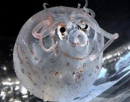 世界上最可爱的章鱼，小猪章鱼（面带微笑像小猪一样的章鱼）