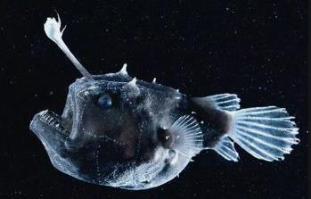 世界上最丑的鱼，深海琵琶鱼长的难看交配方式还恐怖