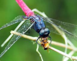 世界上最厉害的捕猎手，蜻蜓捕猎成功率高达95%完胜