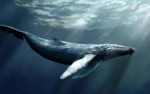世界上最孤独的鲸鱼，哑巴（Alice）大海深处的隐士