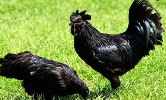 世界上最贵的鸡，兰博鸡尼只有血液不是黑色（每只7.7万）