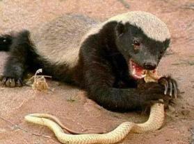 世界上最无所畏惧的动物，平头哥蜜獾不仅有勇而且有谋
