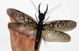 世界上最大的蜻蜓，蛇蜻蜓超过20厘米（比巴掌还大）