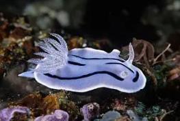 世界上最牛逼的雄性动物，海蛤蝓的一次性阳具用完还能再生
