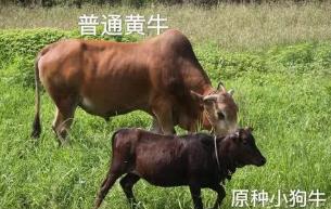 世界上最小的牛，天台小狗牛仅一般狗大小（好看且好吃）