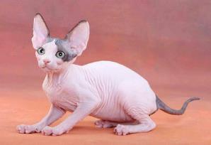 世界上最丑的猫，斯芬克斯猫丑出天际的稀有品种（宠物猫新贵）