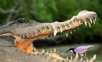 世界上最勇敢的鸟，牙签鸟在鳄鱼嘴里抢食物（鳄鱼的专属牙医）