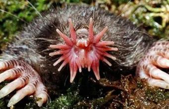 世界上最怪异的老鼠，星鼻鼹的鼻尖有22只触手让人看了想吐