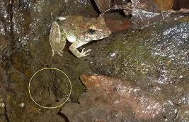 世界上最神奇的青蛙，直接生出小蝌蚪（颠覆正常的繁殖）