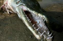 四川九龙猎塔湖水怪真相，水下三米长庞大怪兽