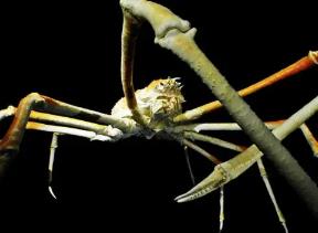 世界上最大的蟹类，巨型海蜘蛛体长普遍超3米（可惜不好吃）