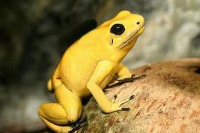世界上最毒的动物，黄金箭毒蛙（仅1只就能秒杀20人)