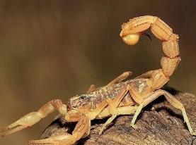 世界上最毒的蝎子，巴勒斯坦毒蝎蜇你一下就毙命（被称陆地毒王）