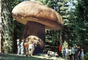 世界上最大的蘑菇，一个活了2400多岁的超大奥氏蜜环菌