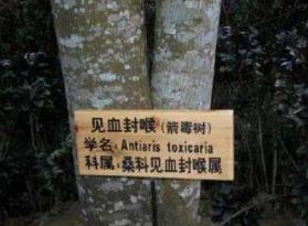 世界上最毒的树木，箭毒木（又名见血封喉树/有剧毒）
