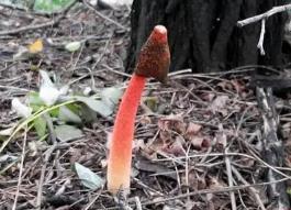 世界上最丑的菌类，鸡屎臭味的红鬼笔（功效堪比灵芝/壮阳）