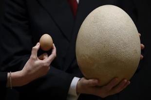 世界上最大的蛋，象鸟蛋高30cm直径有21cn（相当于100个鸡蛋）