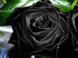 世界上最罕见的花，土耳其哈尔费蒂黑色玫瑰（天然纯黑）