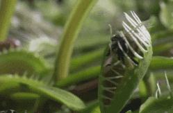 会吃虫子的植物有哪些，盘点十大吃虫子的食肉植物