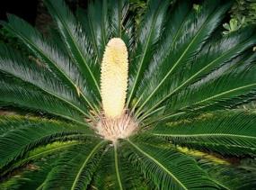 世界上最稀有的植物，伍德苏铁全球仅有一棵（曾占领地球）